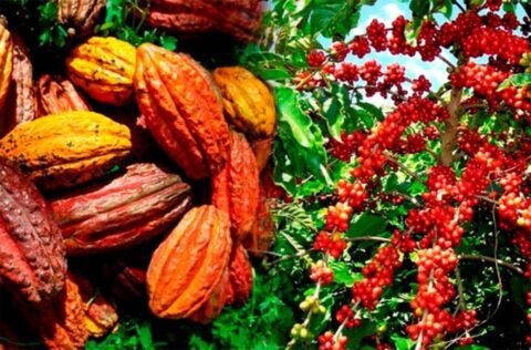 Côte d’Ivoire : Subventions aux Exportateurs de Café et Cacao pour Renforcer leur Compétitivité Globale