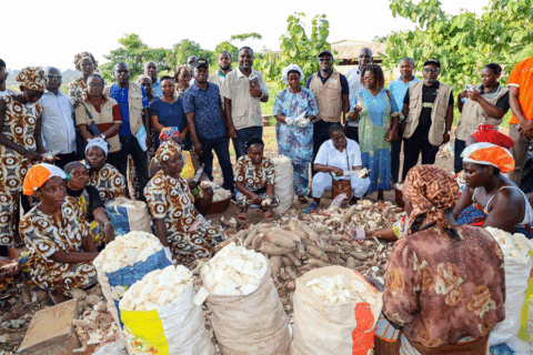 Objectif 2025 : Vers 8 millions de tonnes de manioc pour assurer la sécurité alimentaire en Côte d'Ivoire