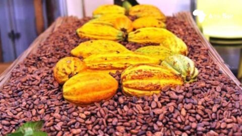 Côte d'Ivoire : Les syndicats du café-cacao montent au créneau