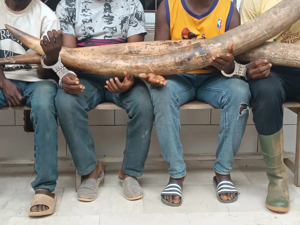 Côte d'Ivoire : Arrestation de trafiquants d'ivoire à Yopougon, symbole de la menace sur les éléphants