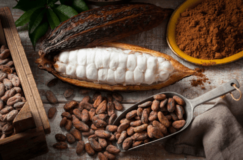 Côte d'Ivoire : Hausse probable des prix du cacao