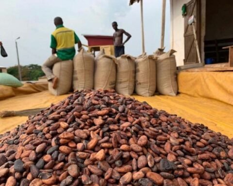 Côte d'Ivoire : Les producteurs de café-cacao saluent les nouveaux prix fixés par le gouvernement