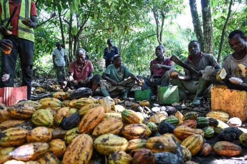 Côte d'Ivoire : Les producteurs de café-cacao bénéficieront gratuitement de la CMU